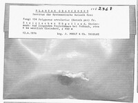 Lentinus arcularius image